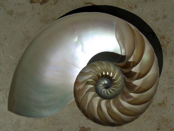 Nautilus Logarith